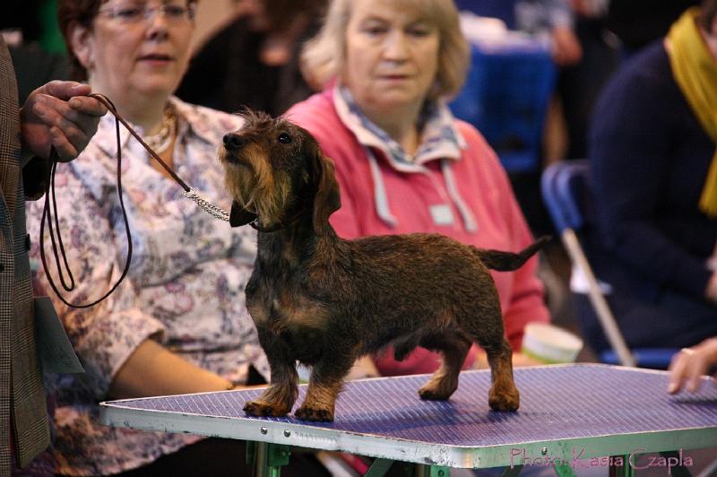 Crufts2011_2 510.jpg